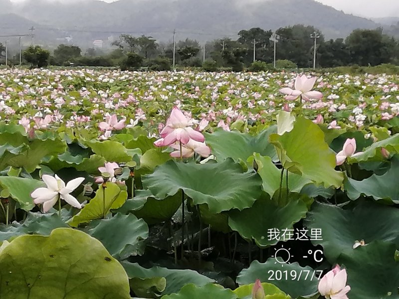 新鲜水果莲蓬珠三角当天直达