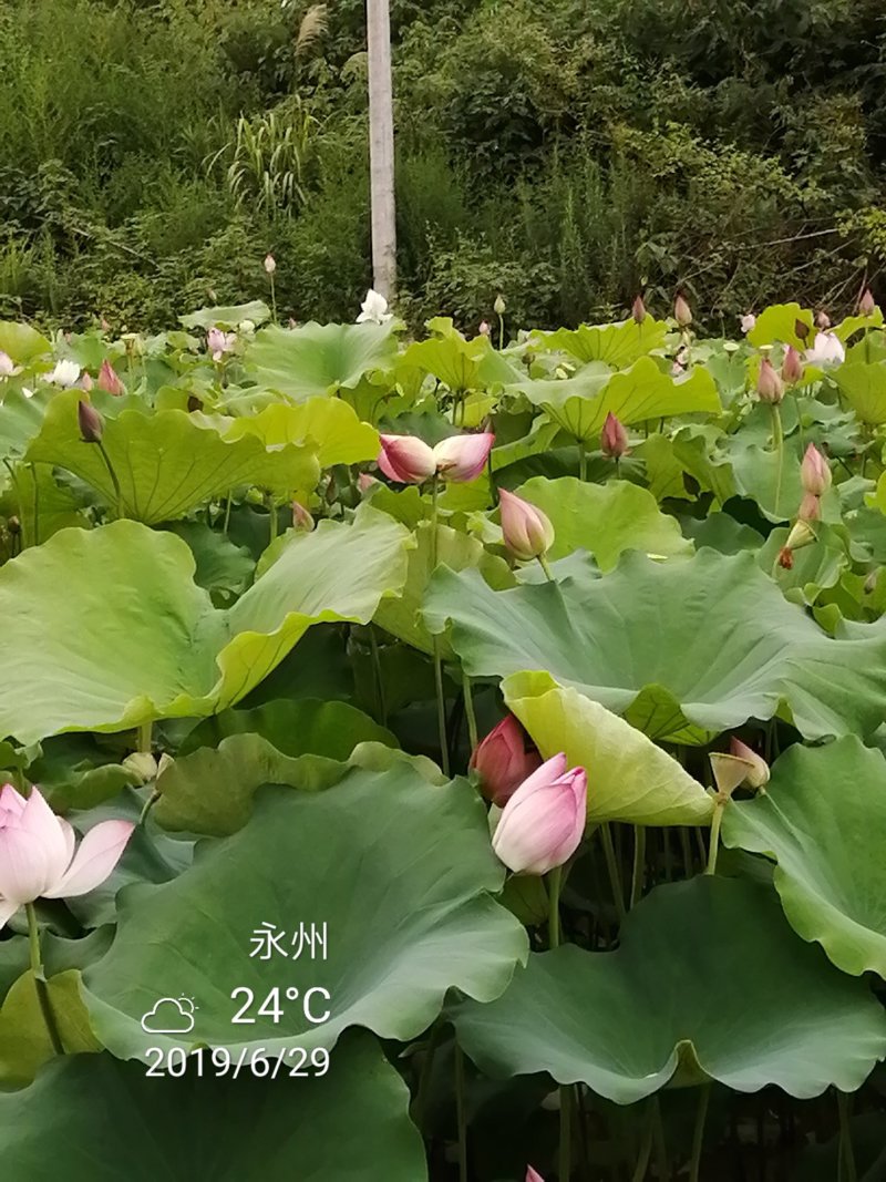 新鲜水果莲蓬珠三角当天直达