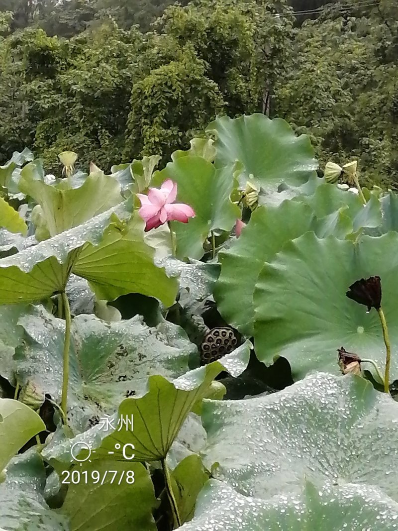 新鲜水果莲蓬珠三角当天直达