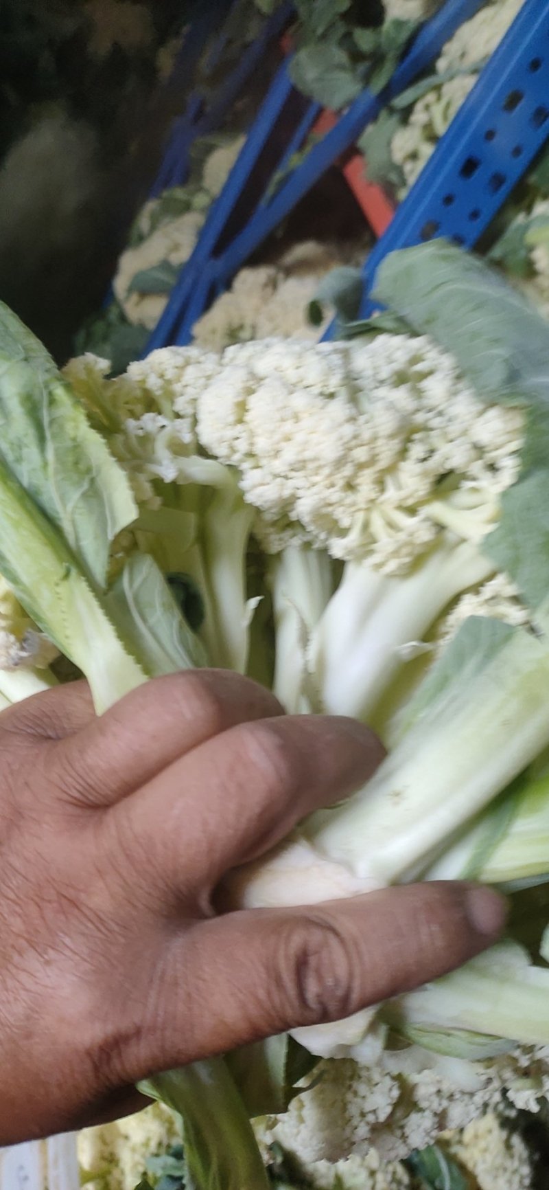 白面青梗松花菜