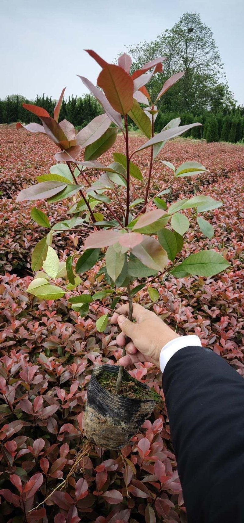 精品石楠球，石楠树，大杯苗小杯苗毛球。规格齐全，现场效果