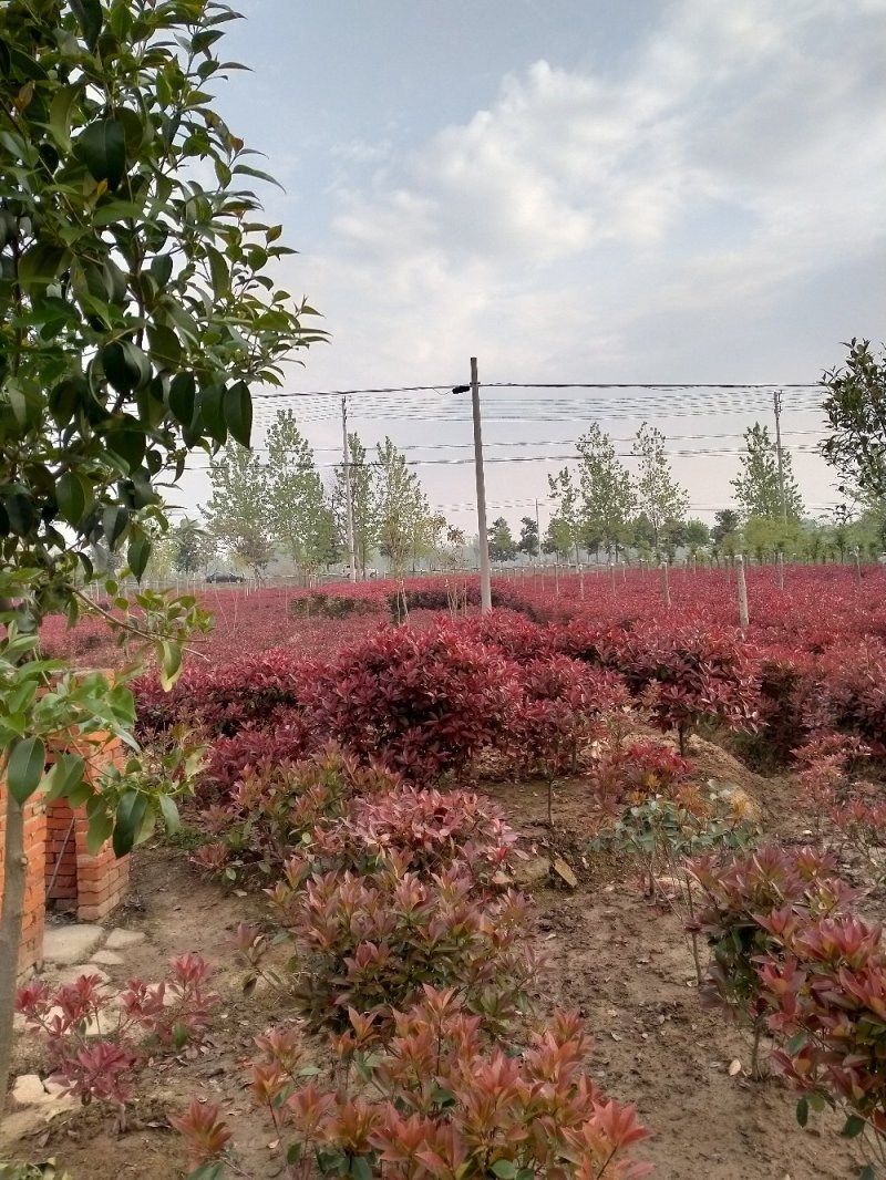 精品石楠球，石楠树，大杯苗小杯苗毛球。规格齐全，现场效果