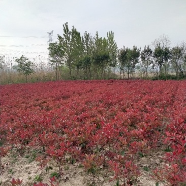 精品石楠球，石楠树，大杯苗小杯苗毛球。规格齐全，现场效果
