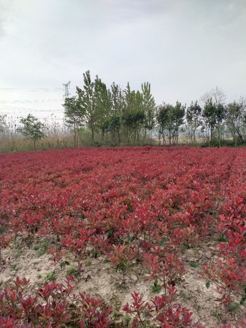 精品石楠球，石楠树，大杯苗小杯苗毛球。规格齐全，现场效果
