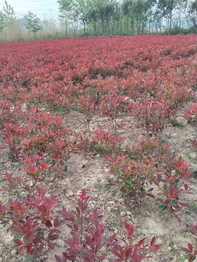精品石楠球，石楠树，大杯苗小杯苗毛球。规格齐全，现场效果
