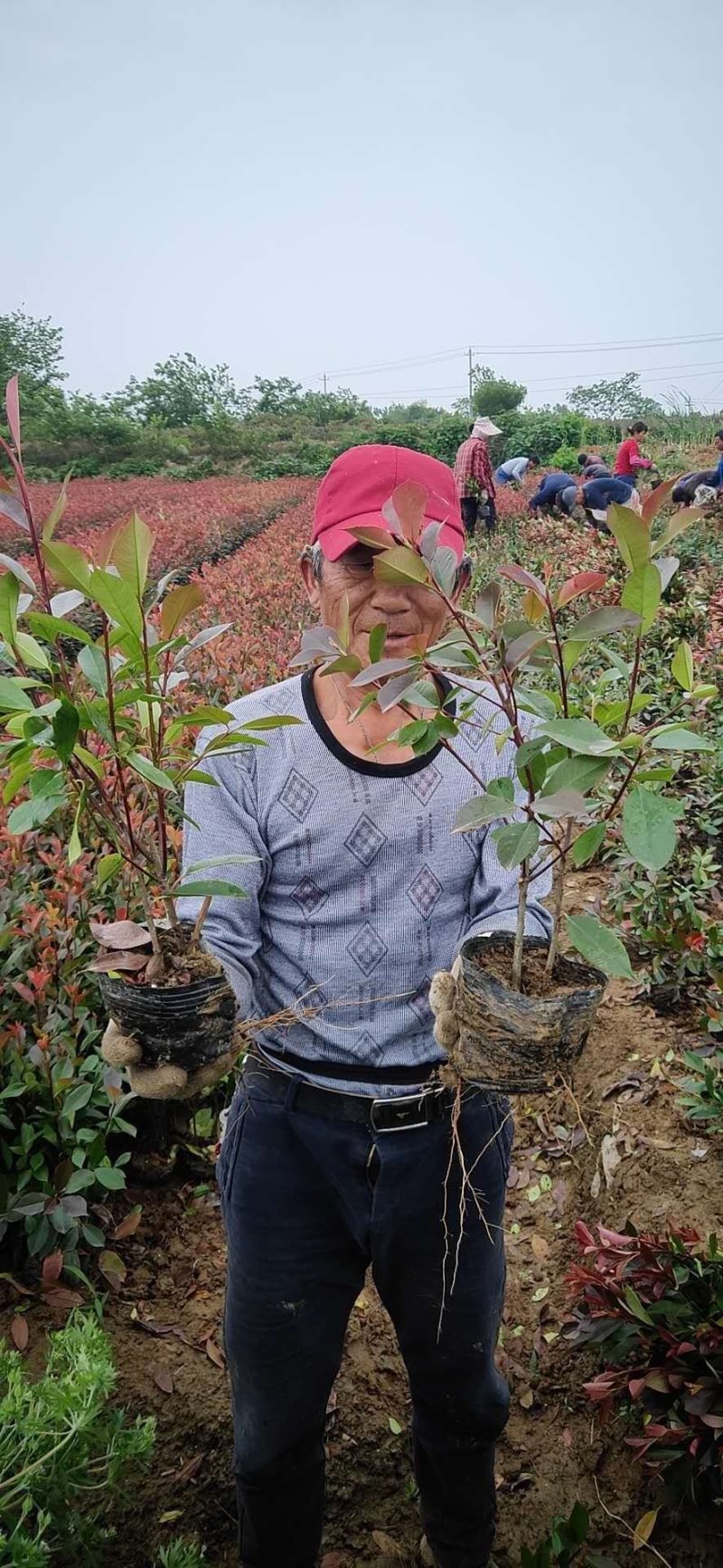 精品石楠球，石楠树，大杯苗小杯苗毛球。规格齐全，现场效果
