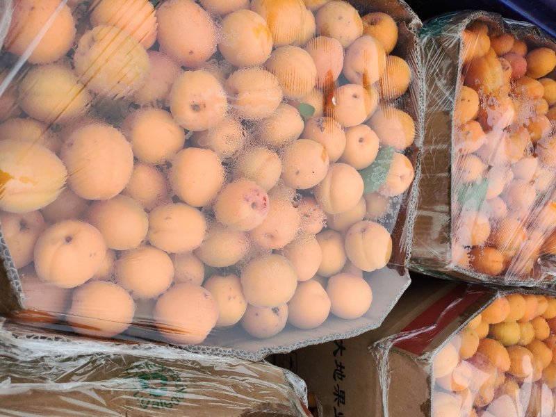 山东金太阳，凯特杏，大量上市，质量有保证。价格低一手货源