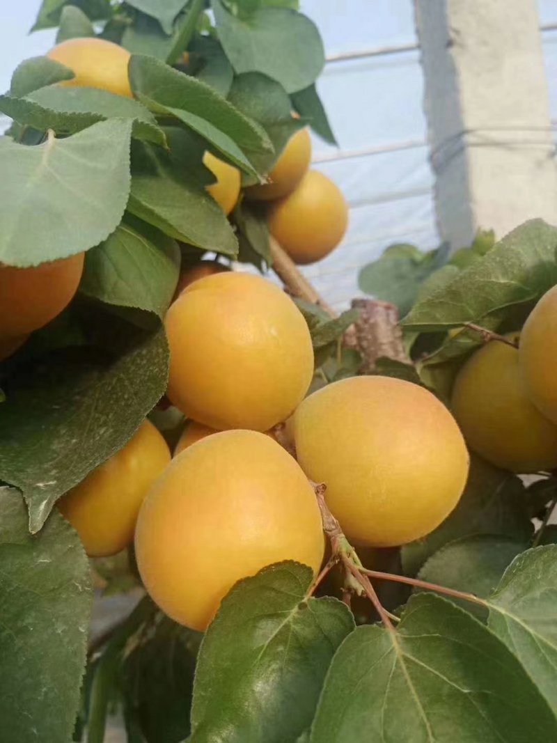 山东金太阳，凯特杏，大量上市，质量有保证。价格低一手货源