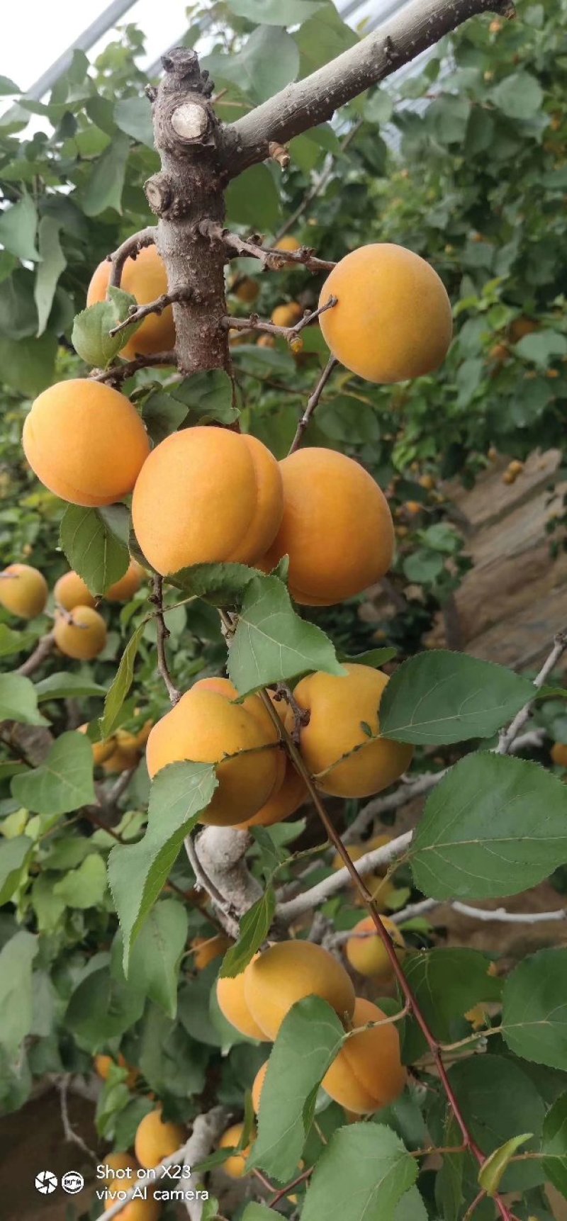 山东金太阳，凯特杏，大量上市，质量有保证。价格低一手货源