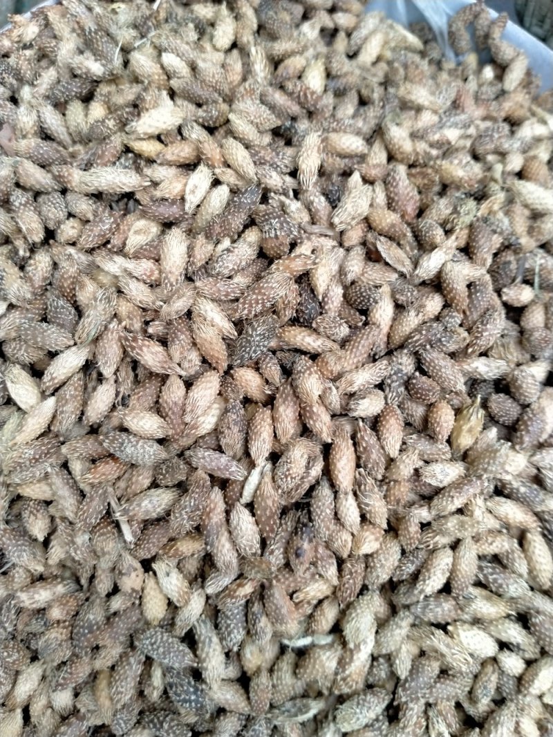 苍耳子！规格齐全！色泽好！含量高！一手货源量大包邮！