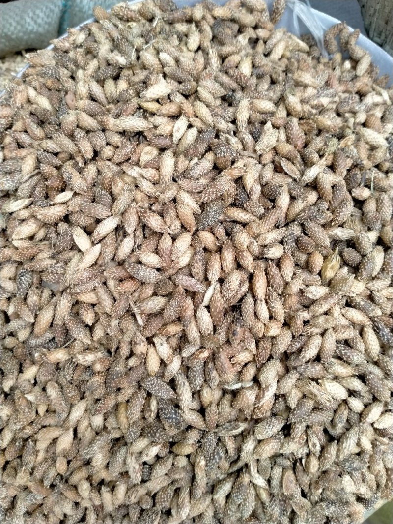 苍耳子！规格齐全！色泽好！含量高！一手货源量大包邮！