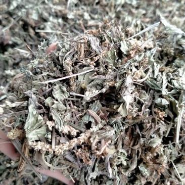 车前草大货批发一手货源价格优！量大包邮！