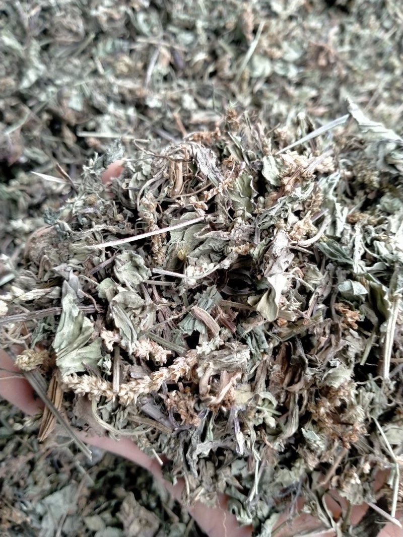 车前草大货批发一手货源价格优！量大包邮！