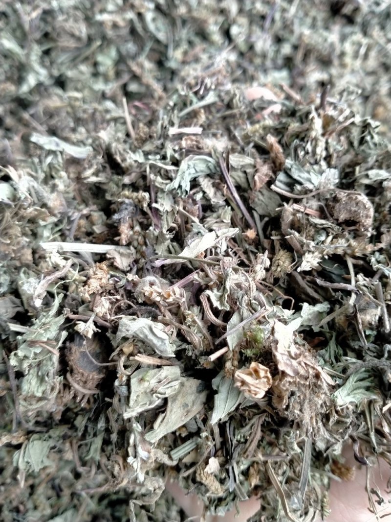 车前草大货批发一手货源价格优！量大包邮！