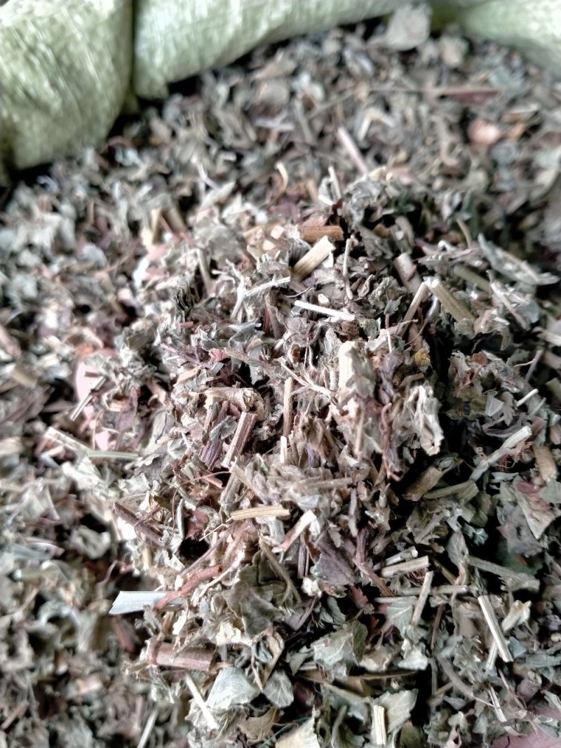 车前草大货批发一手货源价格优！量大包邮！