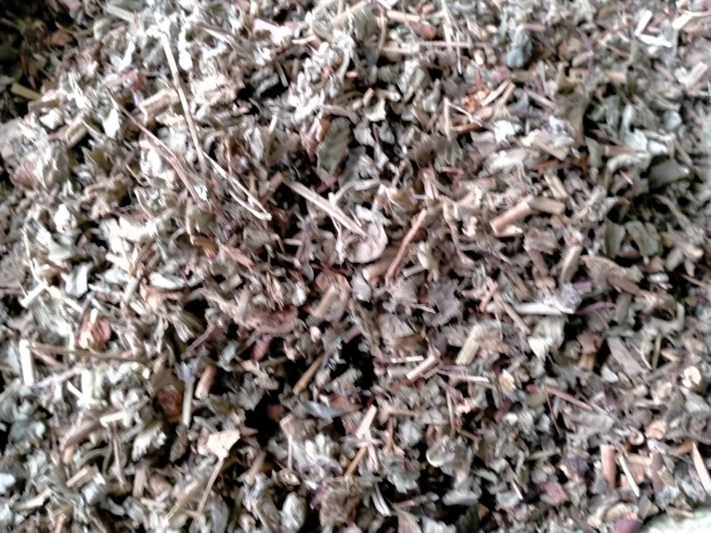 车前草大货批发一手货源价格优！量大包邮！