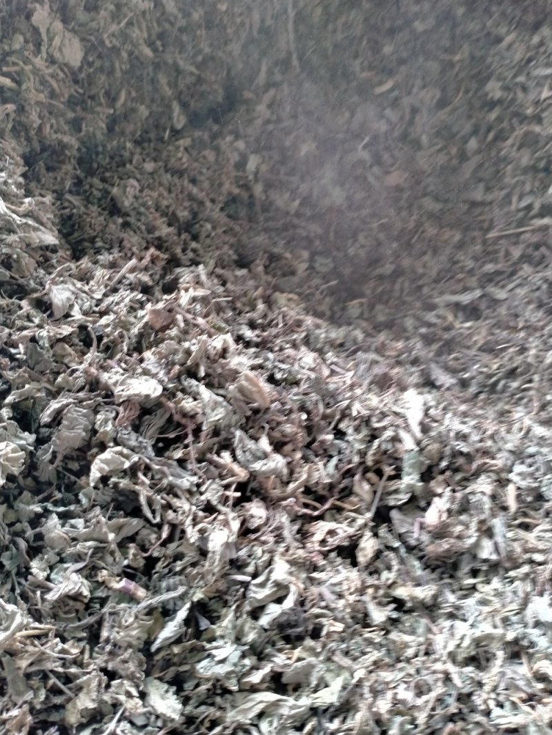 车前草大货批发一手货源价格优！量大包邮！