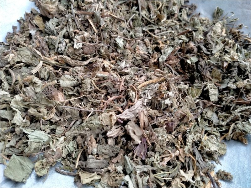 车前草大货批发一手货源价格优！量大包邮！