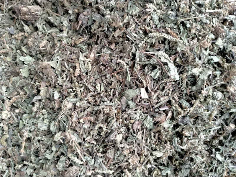 车前草大货批发一手货源价格优！量大包邮！