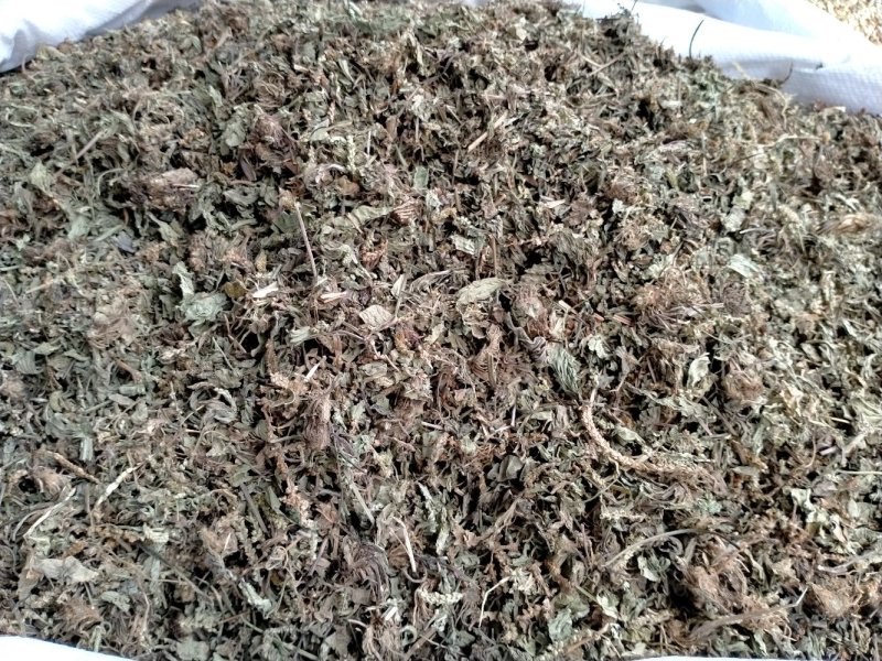 车前草大货批发一手货源价格优！量大包邮！