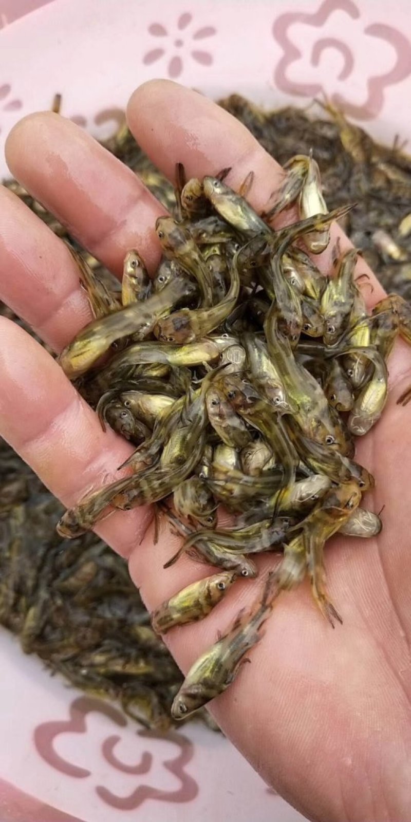 淡水鱼苗品质好长途运舒方便，货在广东湛江，支持全国发货