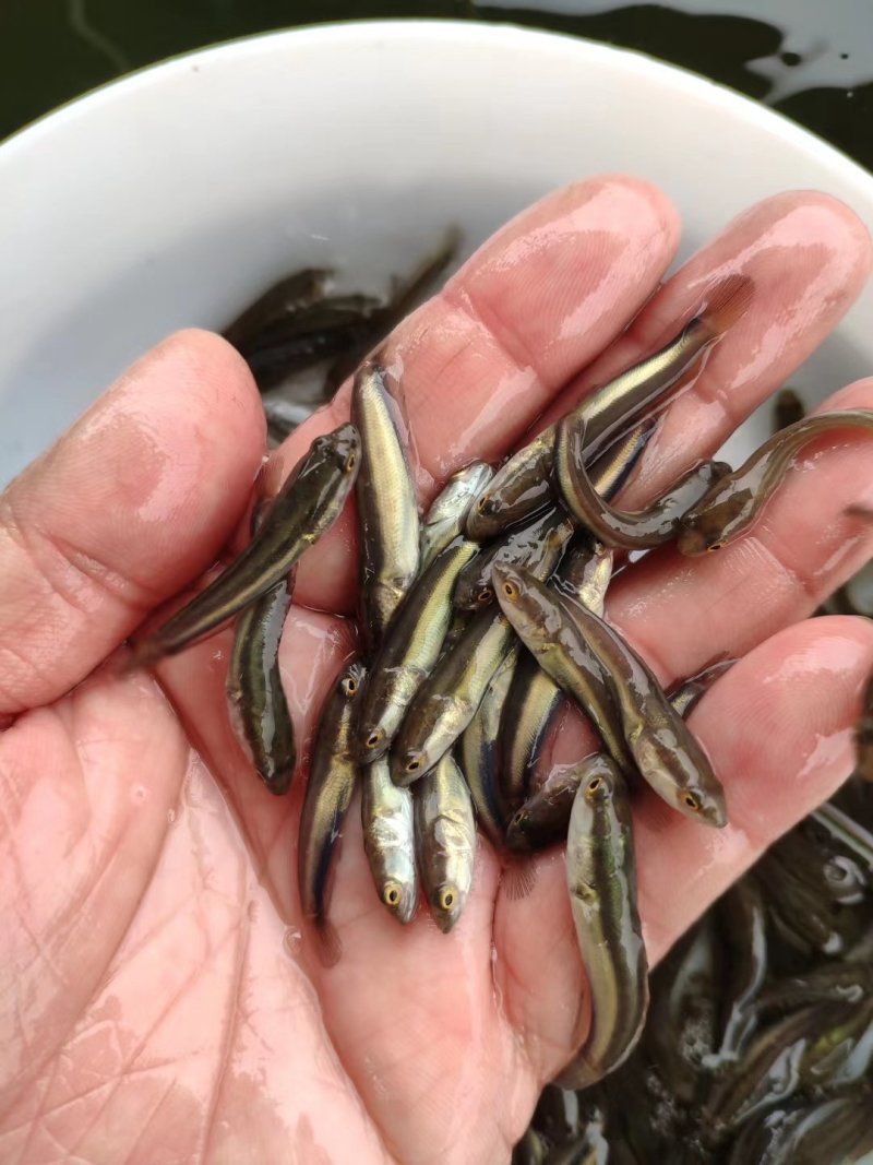 淡水鱼苗品质好长途运舒方便，货在广东湛江，支持全国发货