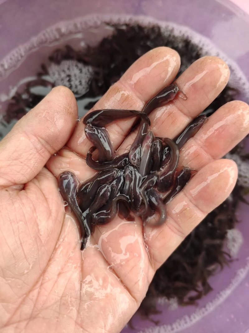 淡水鱼苗品质好长途运舒方便，货在广东湛江，支持全国发货