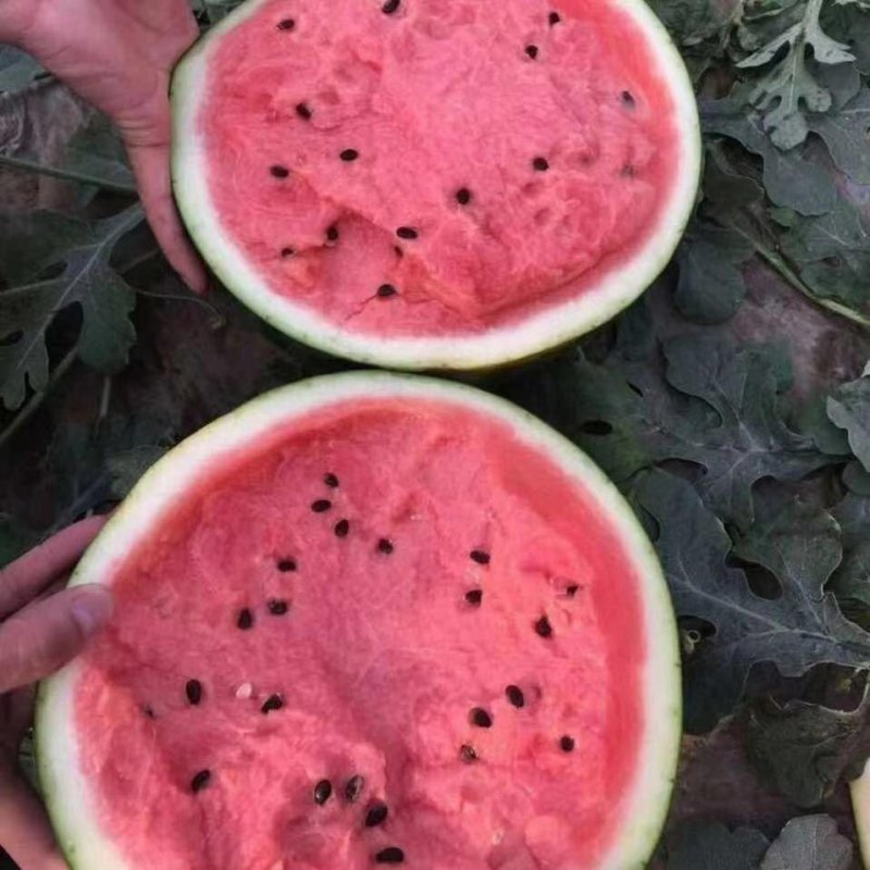 西瓜