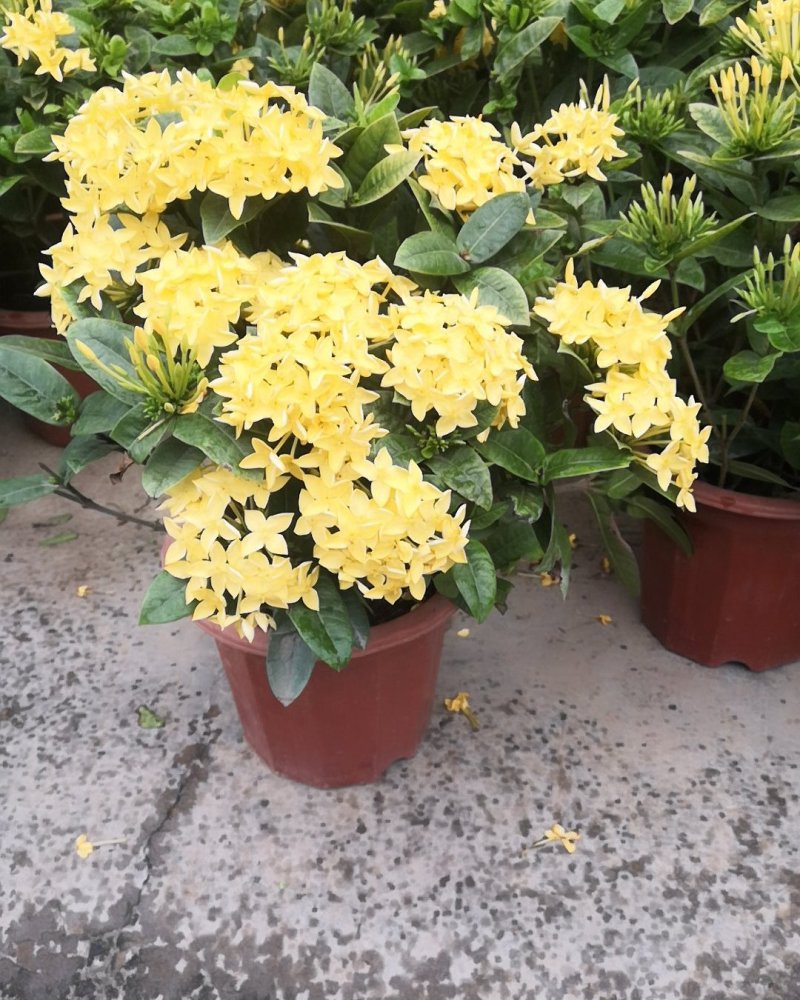 龙船花，颜色艳丽，观叶赏花盆栽。