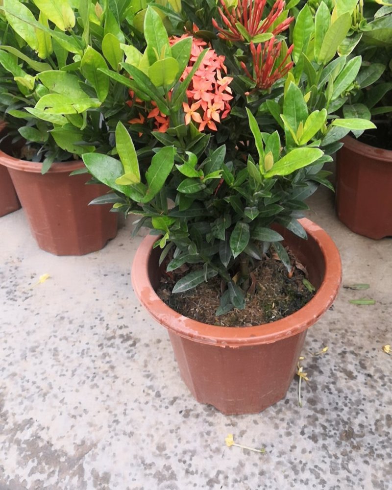 龙船花，颜色艳丽，观叶赏花盆栽。
