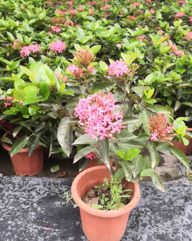 龙船花，颜色艳丽，观叶赏花盆栽。