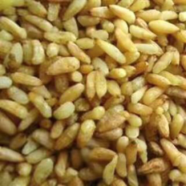 昌玉药材柏子仁大货批零品种齐全产地直销