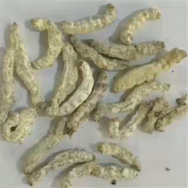 昌玉药材僵蚕净货产地直销质量保证