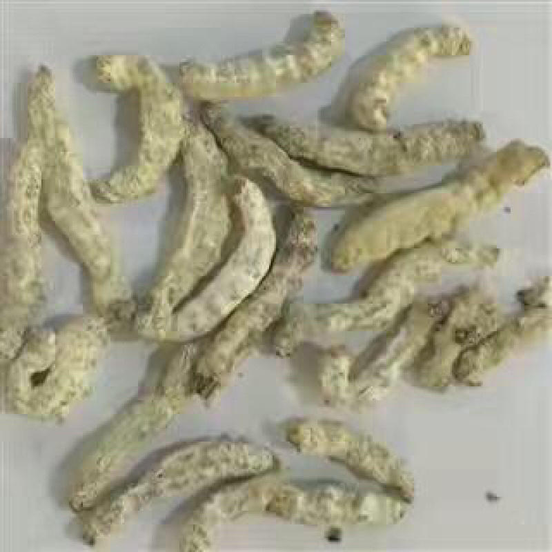 昌玉药材僵蚕净货产地直销质量保证