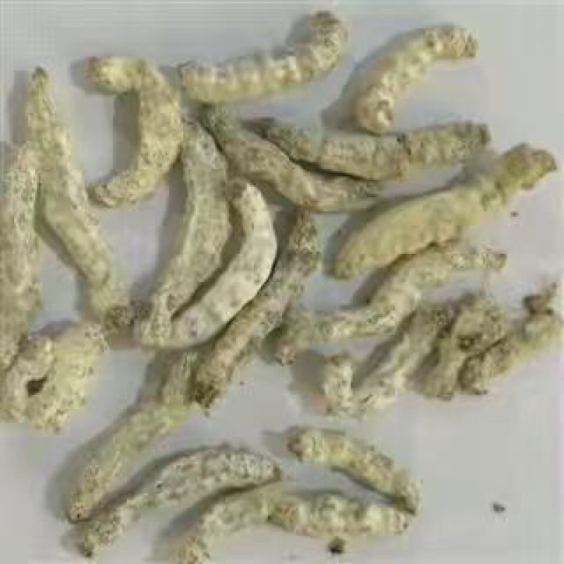 昌玉药材僵蚕净货产地直销质量保证
