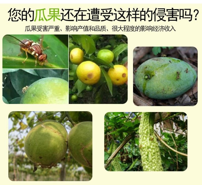新型实用果实蝇诱捕器果园菜地瓜果实蝇药水引诱剂诱捕剂针