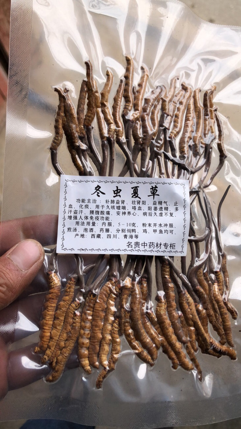 冬虫夏草
