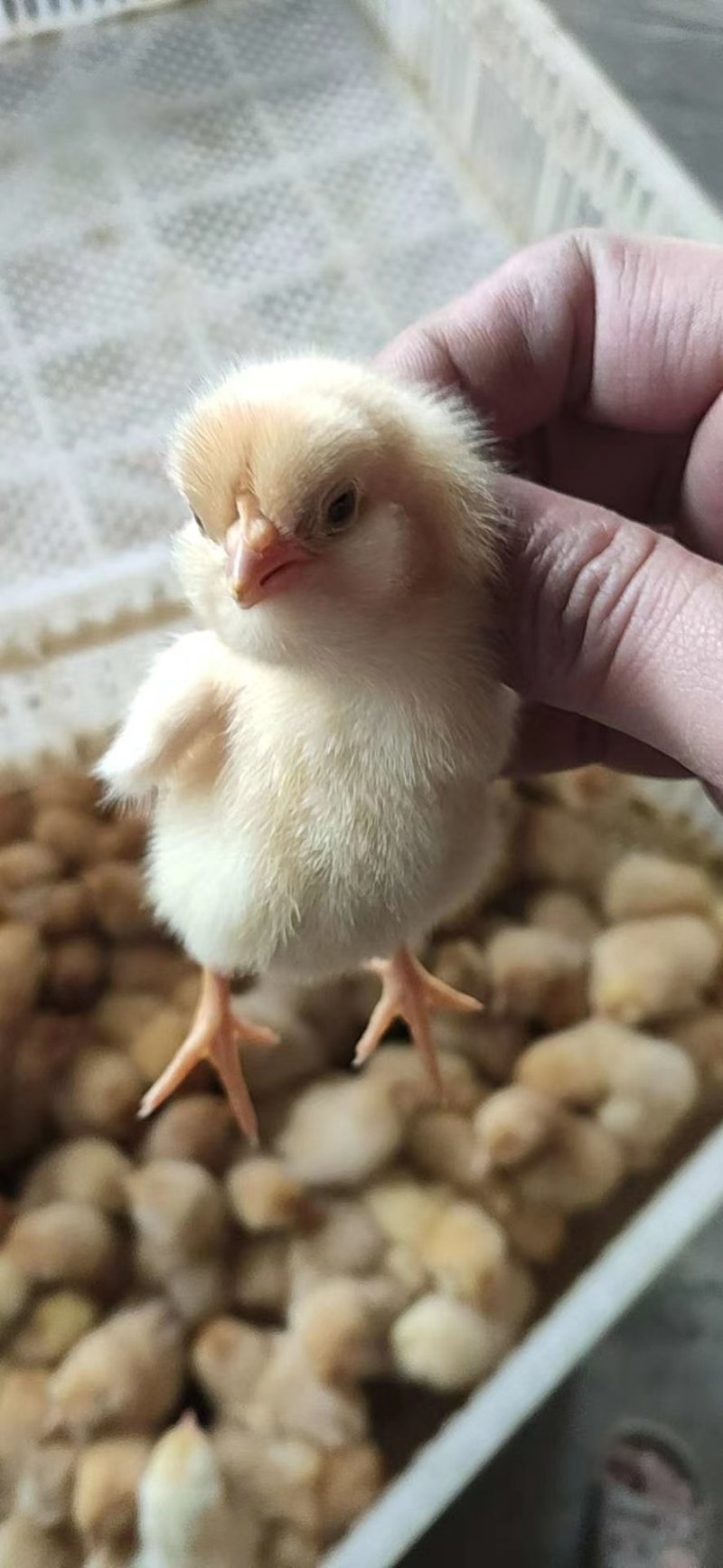三黄鸡母苗广西三黄鸡母苗雌苗项苗包打疫苗三黄鸡出壳苗