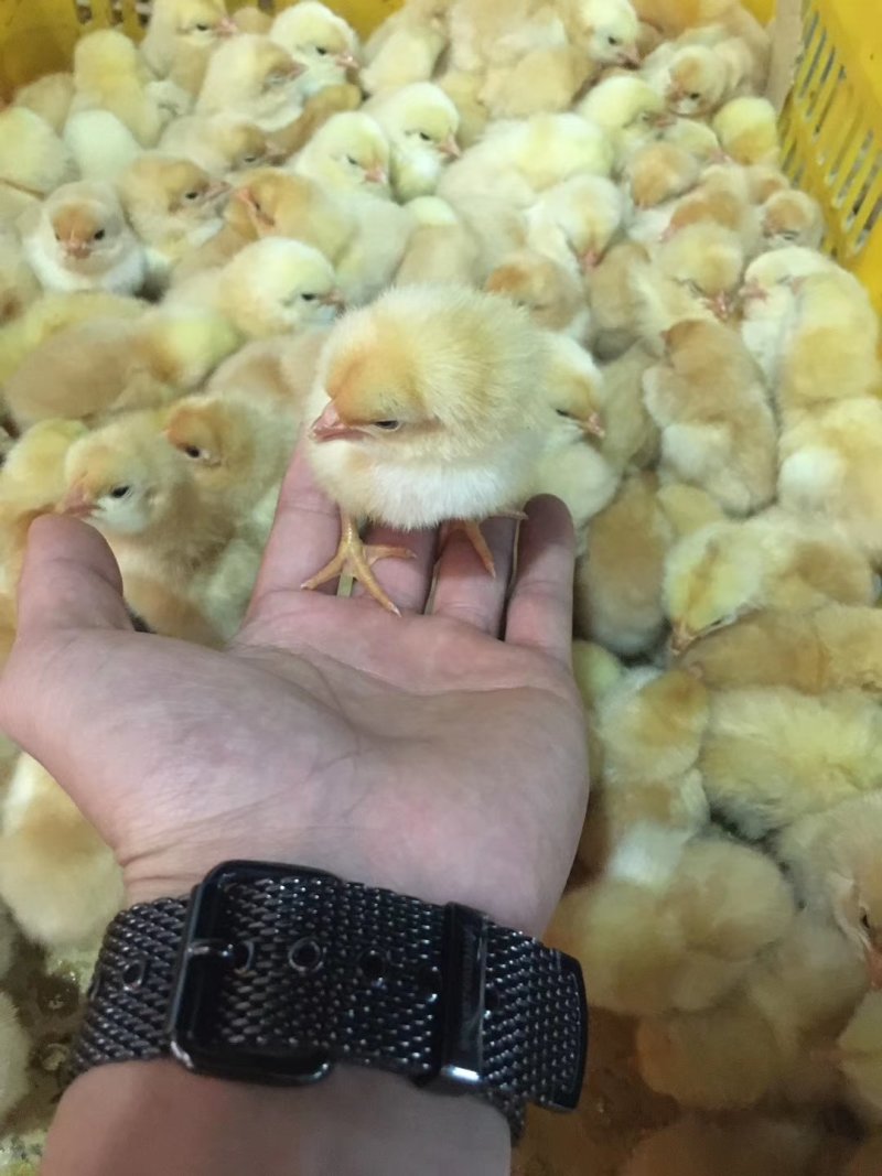 三黄鸡母苗广西三黄鸡母苗雌苗项苗包打疫苗三黄鸡出壳苗