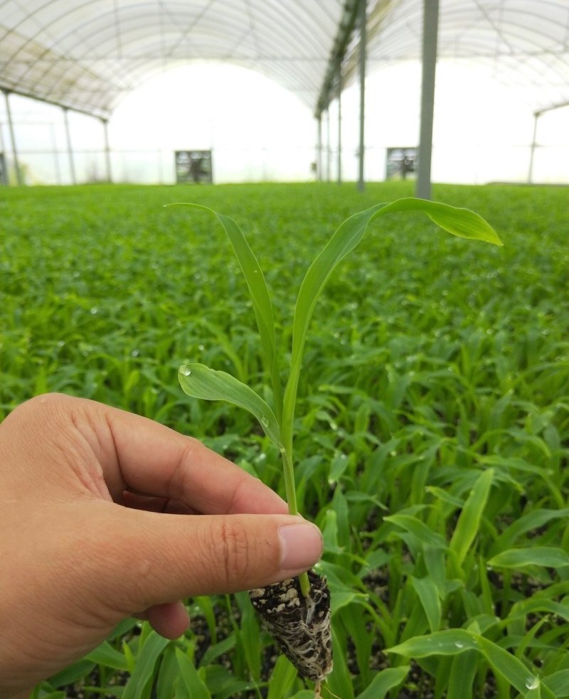 育苗基质50L蔬菜瓜果草莓育苗林木通用型全国包邮