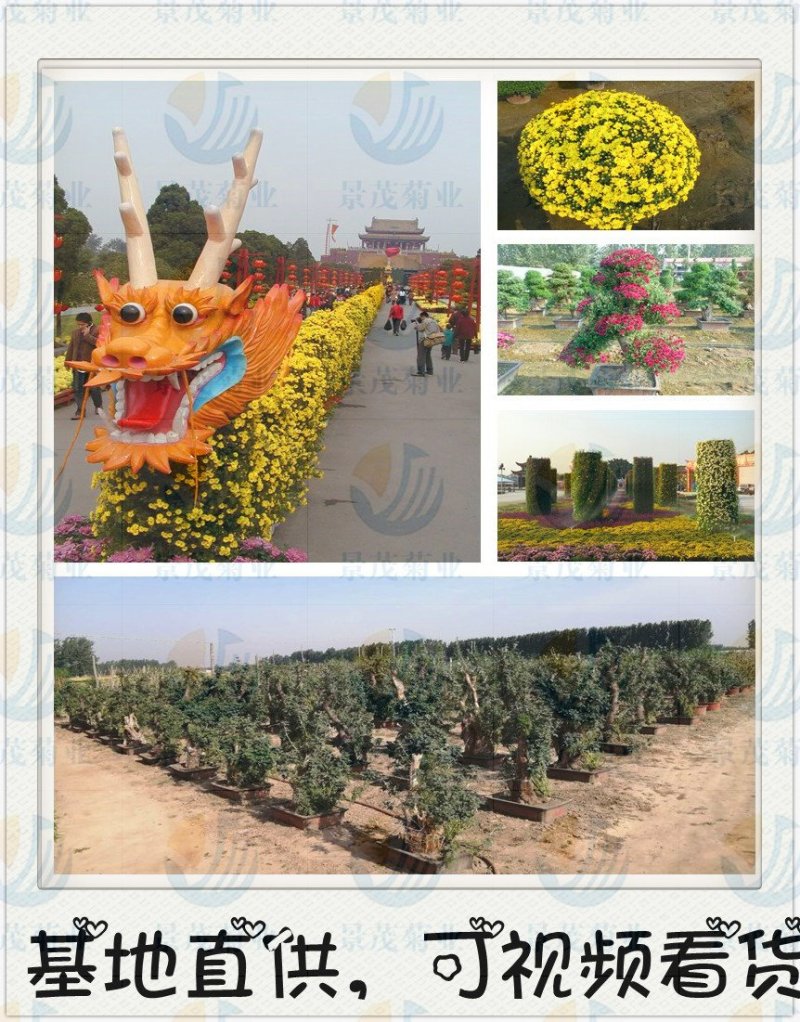 艺菊-可视频看货，产地直供，支持线上交易