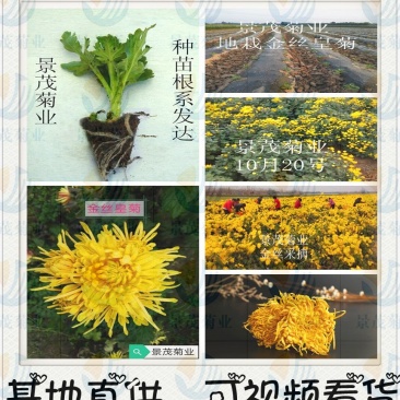 金丝皇菊苗-可视频看货，产地直供，支持线上交易