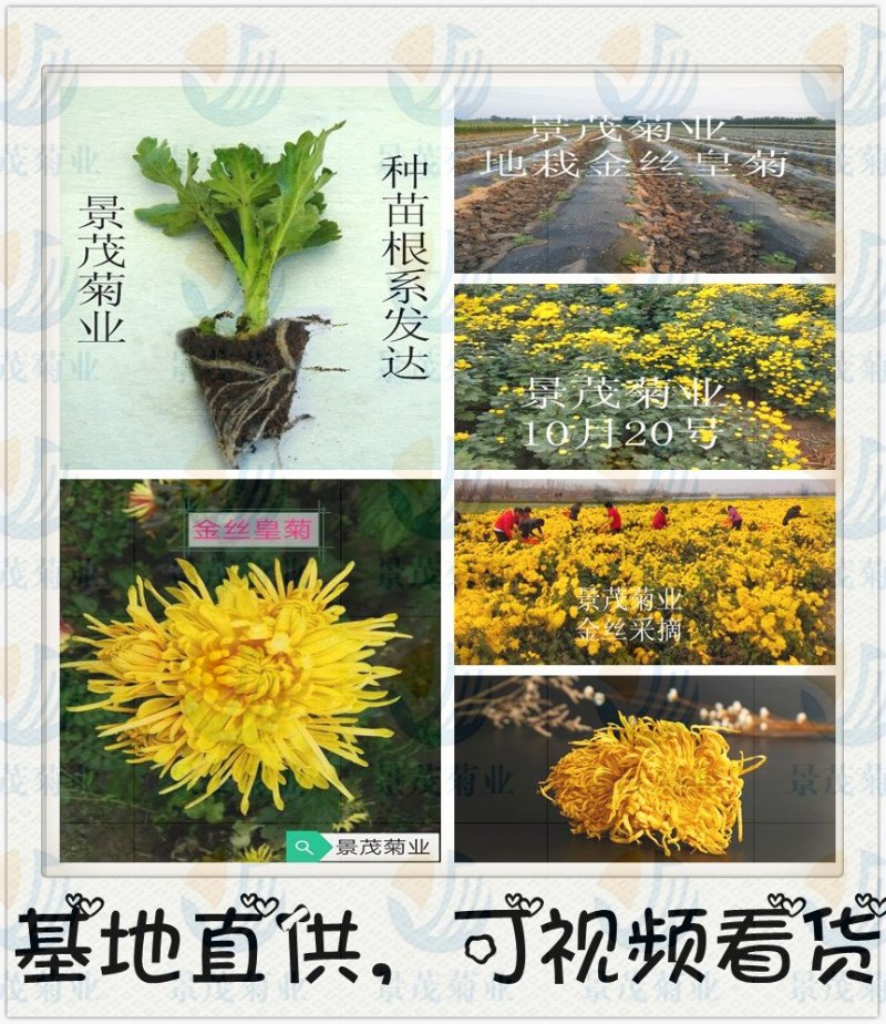 金丝皇菊苗-可视频看货，产地直供，支持线上交易
