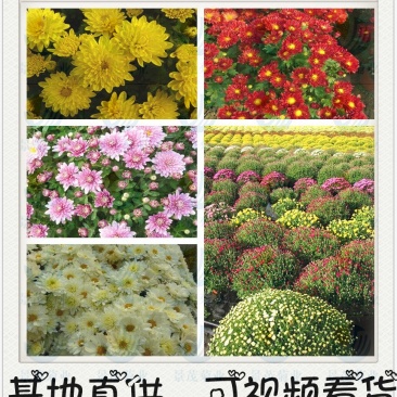地被菊—穴盘基质扦插苗,可视频看货,产地直供,可线上交易