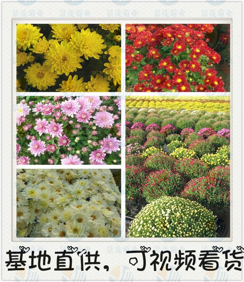 地被菊—穴盘基质扦插苗，可视频看货，产地直供，可线上交易
