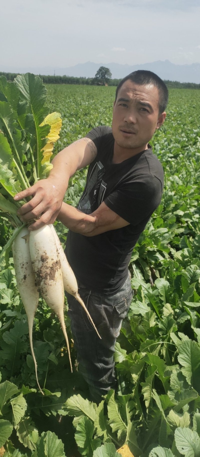 【火爆热销】大荔水晶白萝卜水萝卜产地直销。