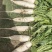 【火爆热销】大荔水晶白萝卜水萝卜产地直销。