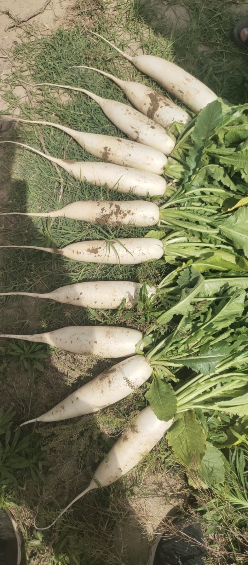 【火爆热销】大荔水晶白萝卜水萝卜产地直销。