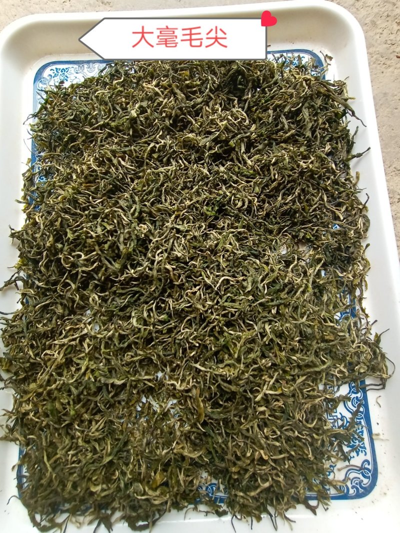 贵州黎平高山绿茶，毛尖毛峰海拔八百多米