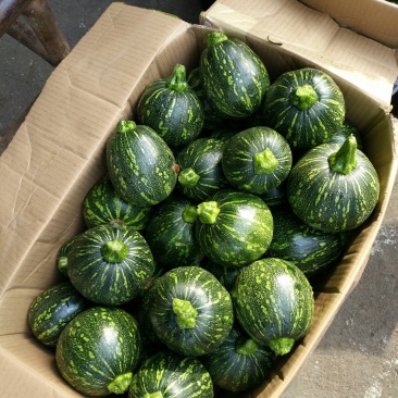 小南瓜吊南瓜湖南浏阳精品小吊南瓜口感香翠